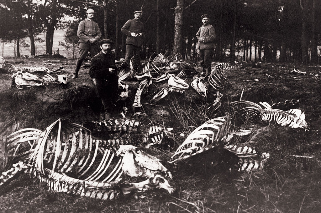 SI_Holocausto_animal_3 SI_Holocausto_animal_3