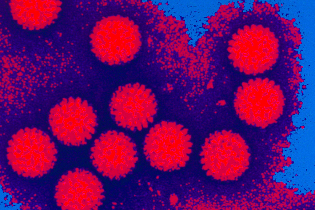 Afinal, os vírus são ou não seres vivos?