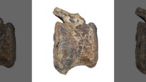 dinosaur-cancer-fossil dinosaur-cancer-fossil