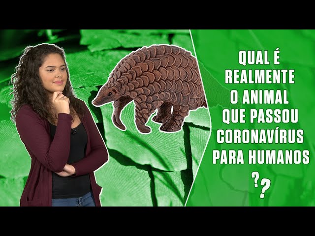 Qual é realmente o animal que passou coronavírus para humanos?