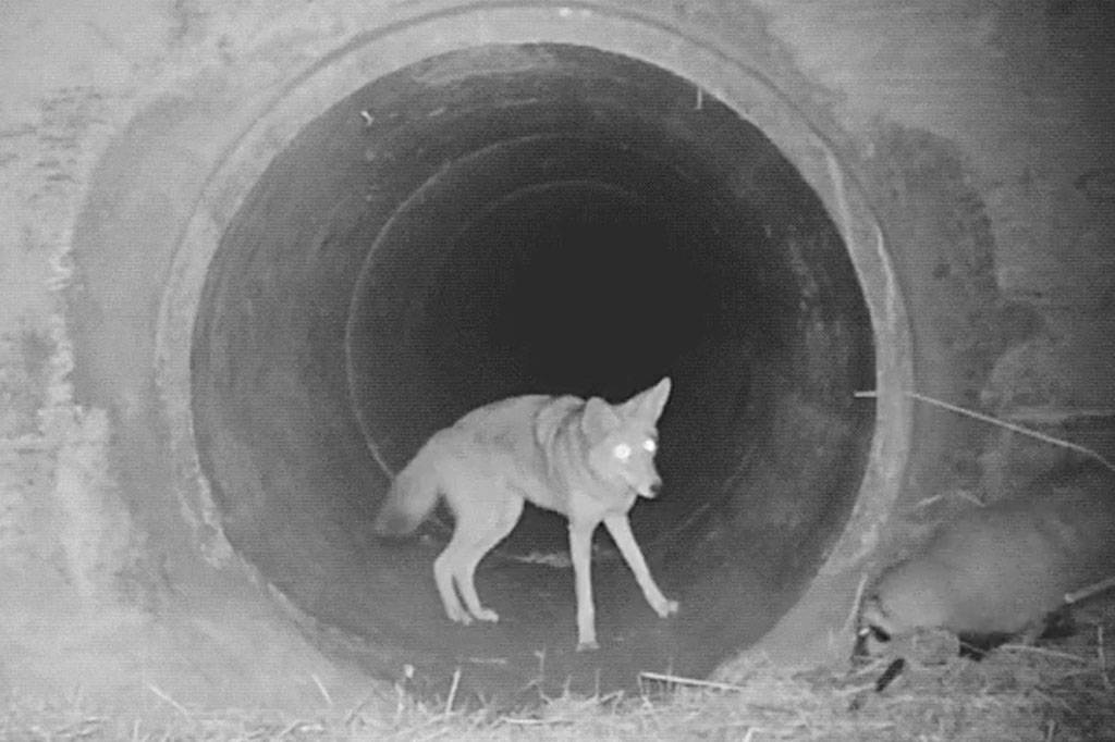 Câmera noturna flagra coiote e texugo viajando em dupla