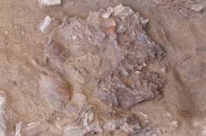 SI_Neanderthal_2 SI_Neanderthal_2