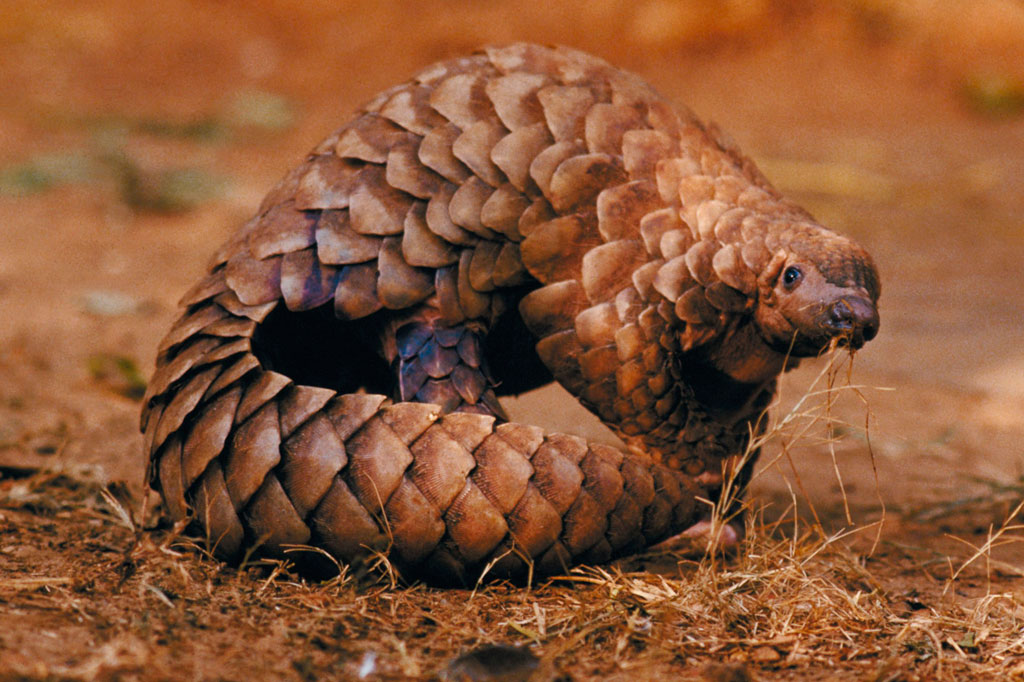 Este pode ter sido o animal que passou o novo coronavírus para humanos