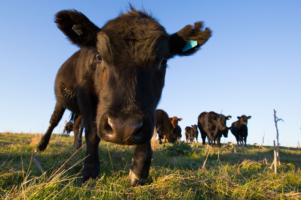 Vacas também enfrentam mudanças de personalidade na adolescência