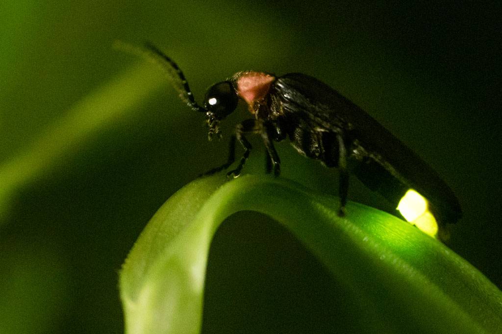 Vaga-lumes estão sob risco de extinção, diz estudo
