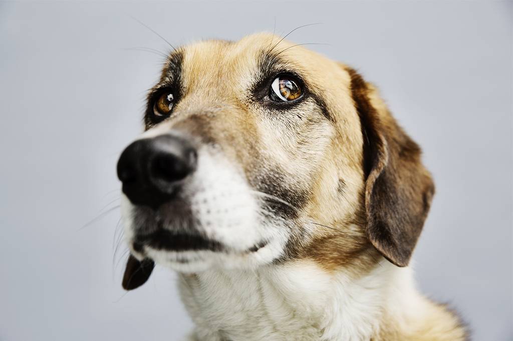 3 em cada 4 cães podem sofrer de ansiedade, sugere estudo