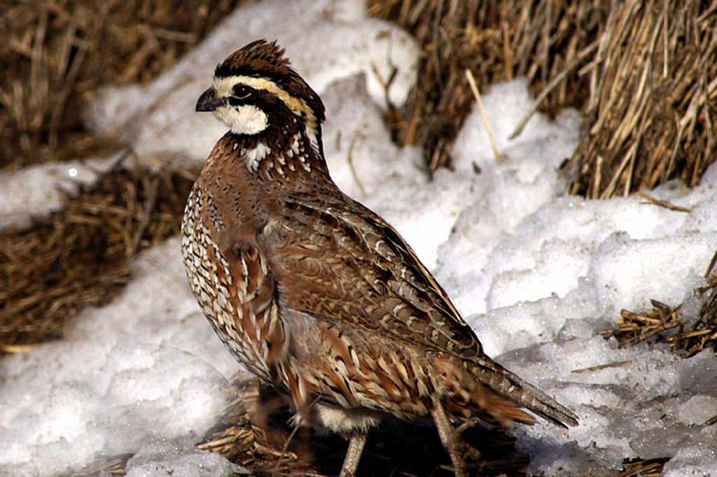 Gripe aviária reaparece nas Filipinas e na Alemanha