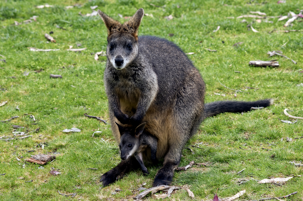 Conheça a espécie de marsupial que consegue engravidar durante a gravidez