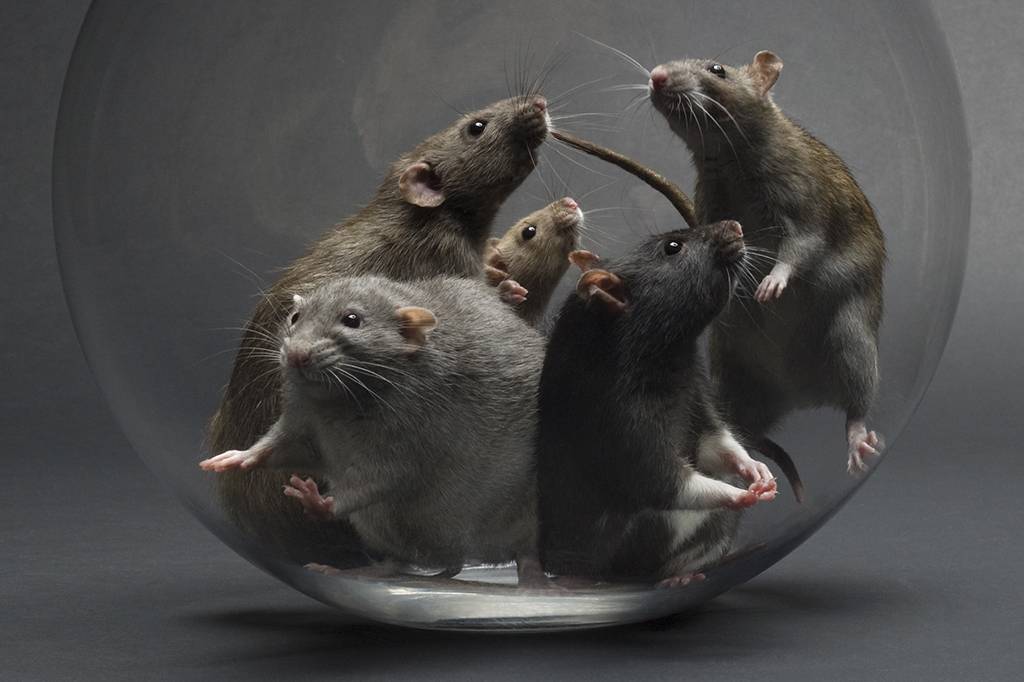 Cientistas transformam ratos altruístas em psicopatas