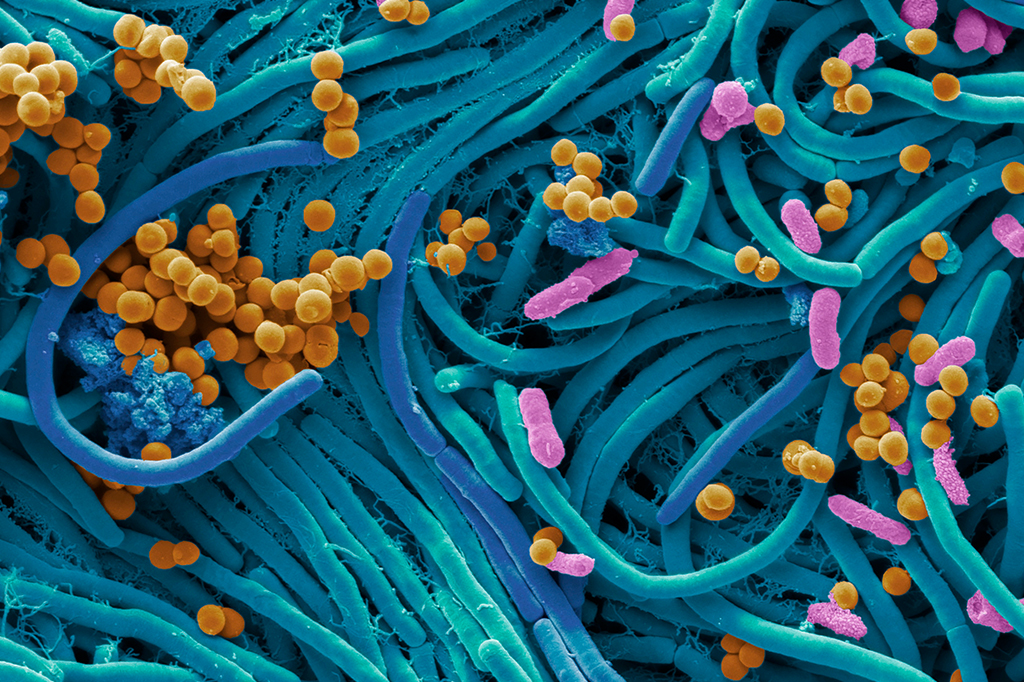 Toda a vida subterrânea da Terra, somada, pesa mais que a vida nos oceanos