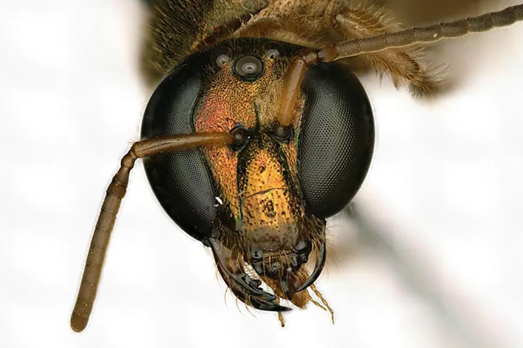 Esta abelha é fêmea do lado direito do corpo, e macho do lado esquerdo