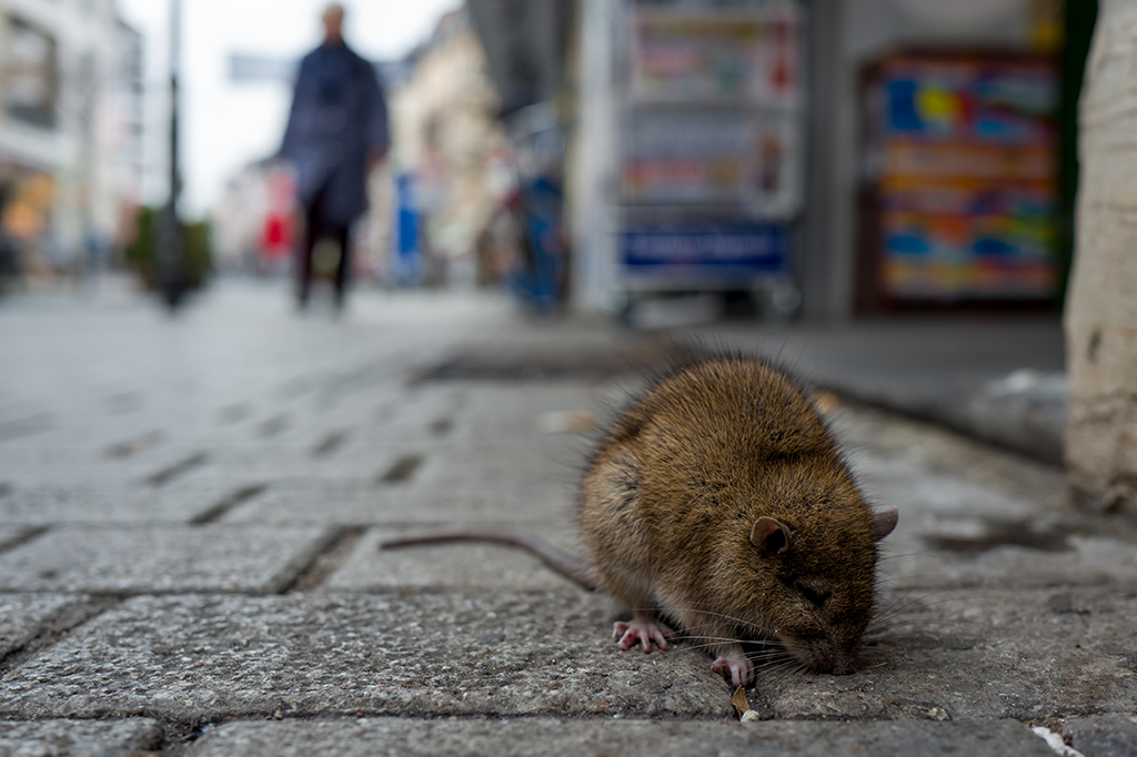 Ratos estão ficando mais agressivos com a quarentena
