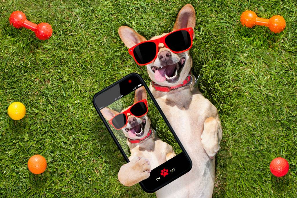 Aplicativos e gadgets úteis para o seu pet
