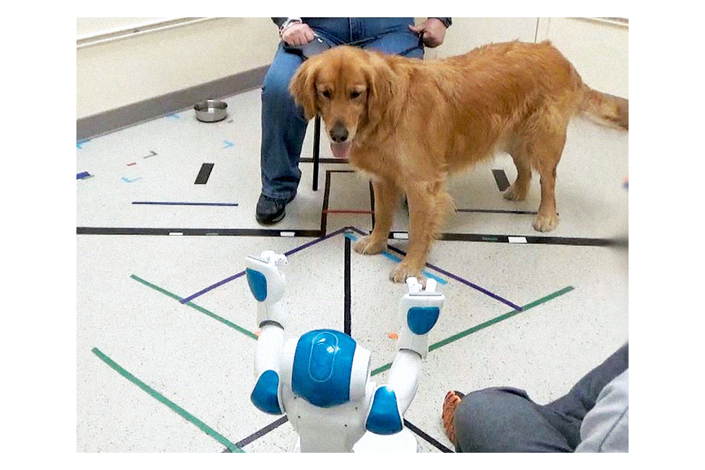 Cachorros obedecem comandos de voz dados por robôs; veja vídeo