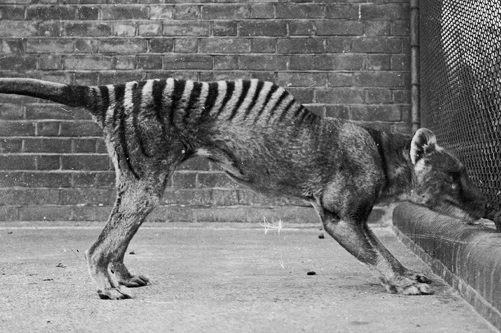 Este é o último vídeo de um lobo-da-tasmânia vivo