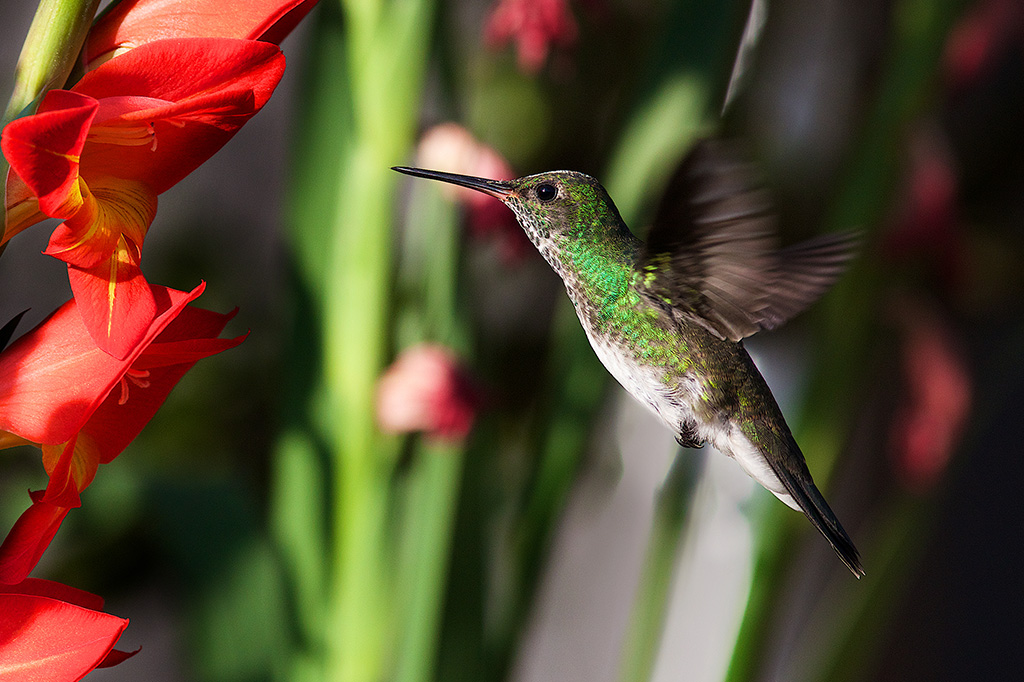 Beija-flores conseguem ver mais cores do que nós, revela estudo