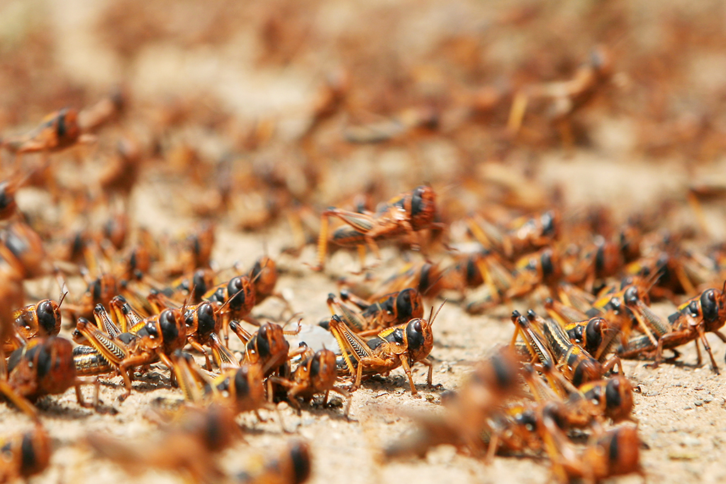 Como se forma uma nuvem de gafanhotos?