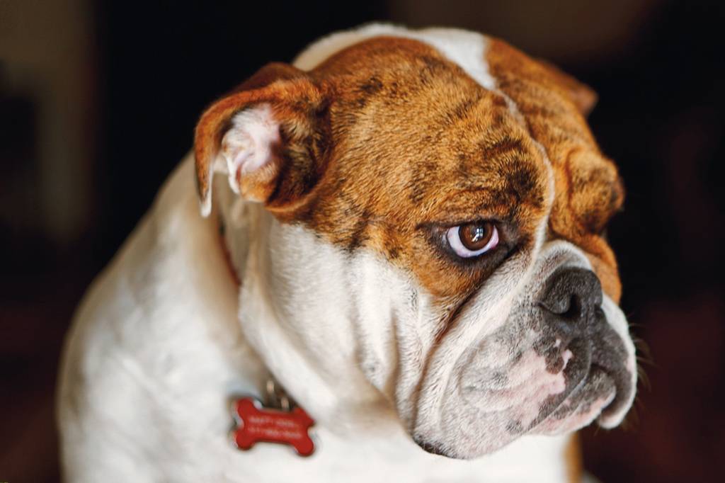 Como suprir as necessidades emocionais dos cães