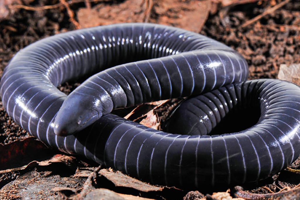 Pesquisadores brasileiros descobrem primeiro anfíbio possivelmente peçonhento
