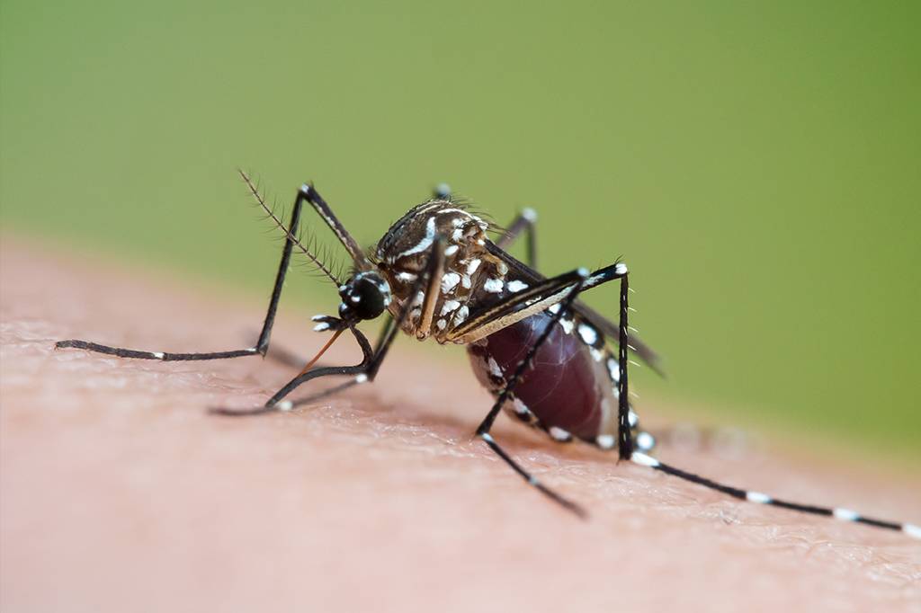 Mudanças climáticas podem levar o Zika Vírus para a Europa