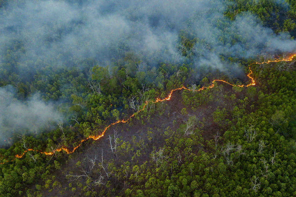 Desmatamento na Amazônia em junho é o maior dos últimos 5 anos