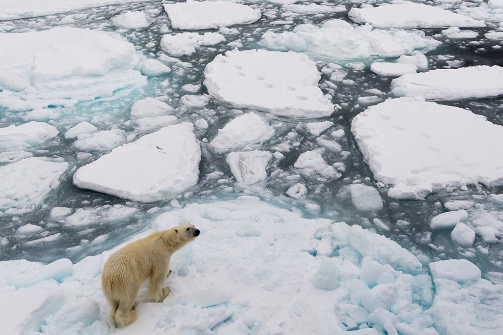 Faz apenas 70 mil anos que os ursos polares divergiram dos pardos
