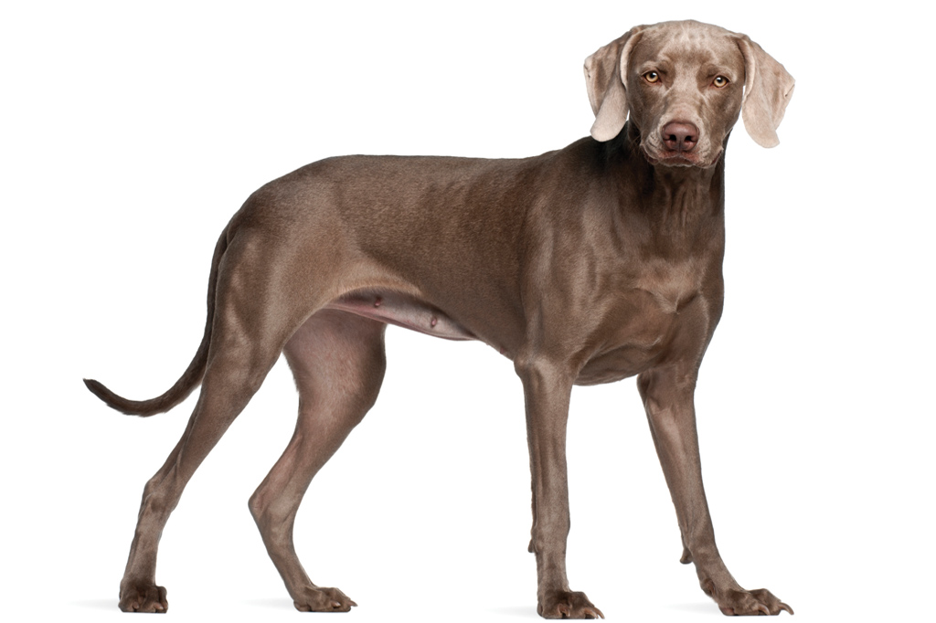 SI_101_cachorros_cacadores_3 <strong>Cão modelo: o weimaraner inspirou escultores.</strong>
