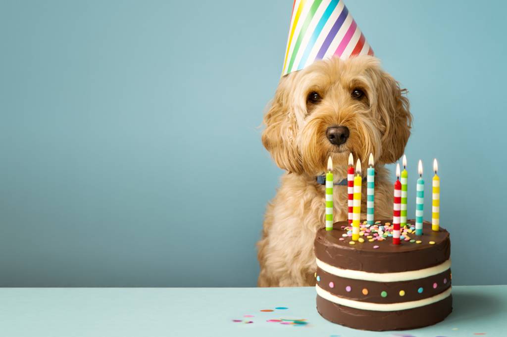 Uma vida de cão: a fórmula definitiva para calcular a idade de seu cachorro