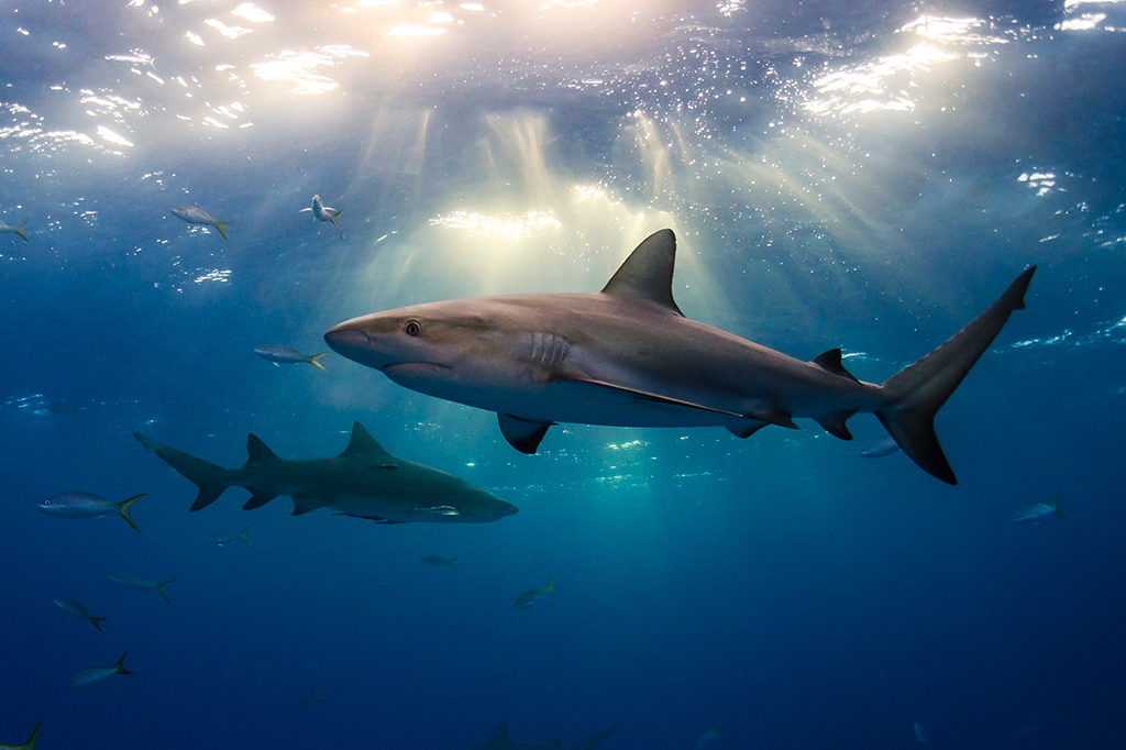 Tubarões também fazem “amigos”, revela estudo