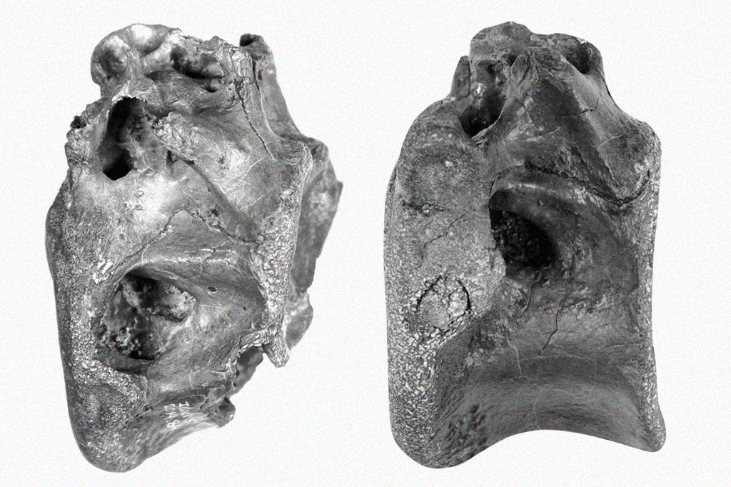 Cientistas descobrem dinossauro parente do T-Rex Cientistas descobrem dinossauro parente do T-Rex