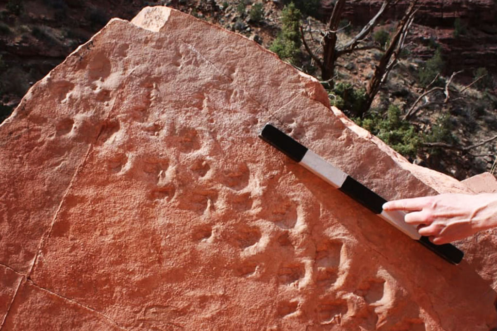 Cientistas encontram pegadas de répteis pré-históricos em pedra no Grand Canyon