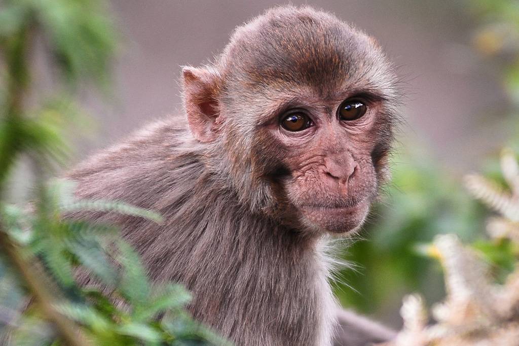 Covid-19: Escassez de macacos nos EUA é empecilho para o avanço de vacinas