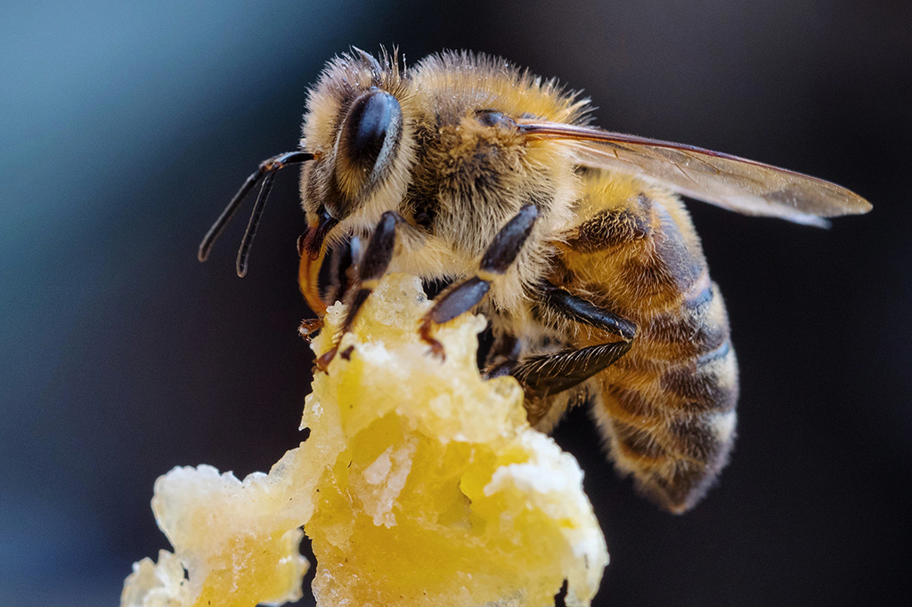 Molécula presente em veneno de abelha destrói células de câncer em laboratório