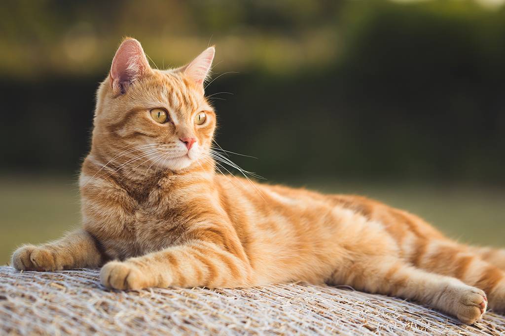 Pesquisadores identificam cinco tipos de donos de gato. Qual é o seu?