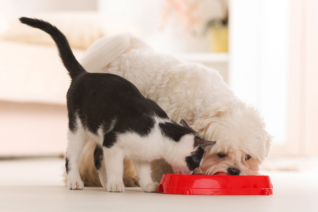 Cachorros e gatos estão evoluindo para ficarem parecidos entre si