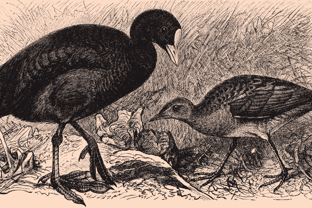 SI_Amor_Genetica_4 <strong>A evolução privilegiou a tendência de gostar de quem é legal conosco – como as aves que tiram carrapatos das outras, e recebem a retribuição.</strong>