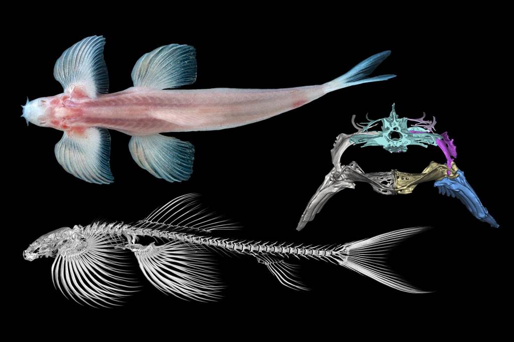 Estudo identifica 11 espécies de peixe que podem ser capazes de andar