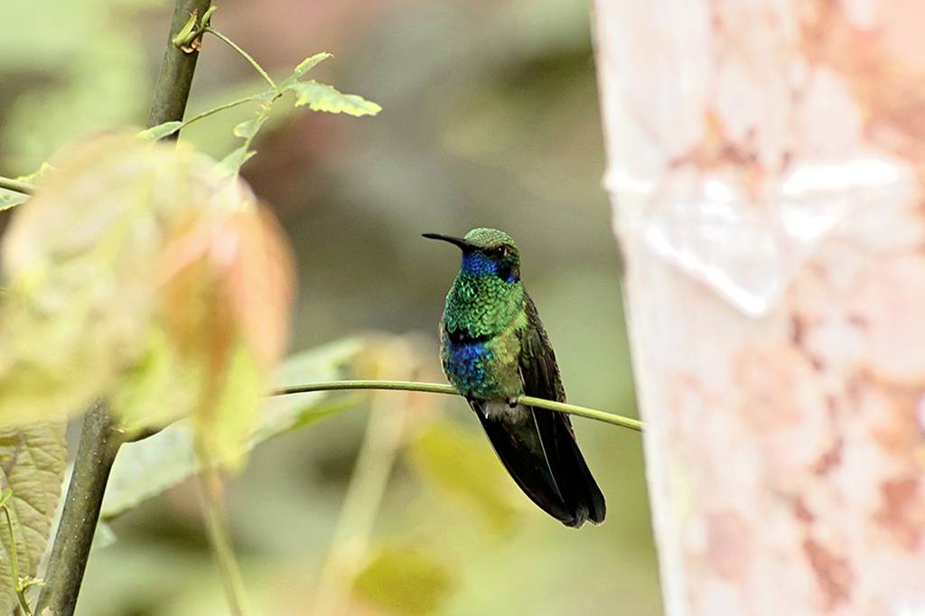 Beija-flores podem baixar suas temperaturas para menos de 4 ºC