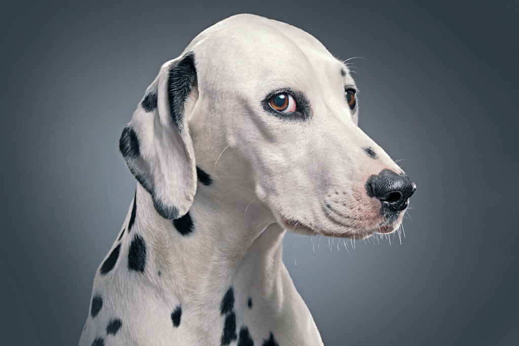 O mistério da inteligência animal