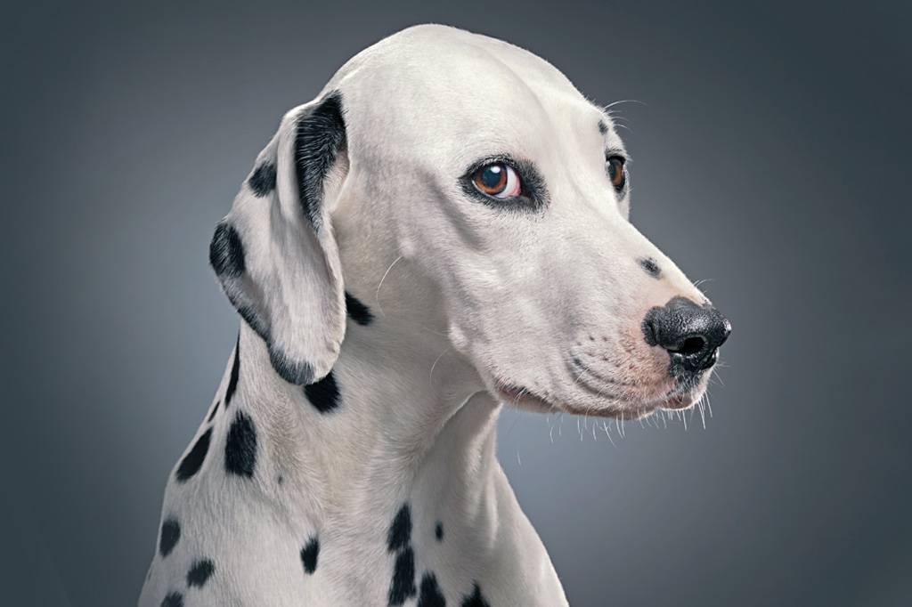 O mistério da inteligência animal
