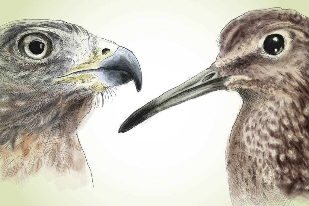 Por que as aves têm bicos em formatos diferentes?