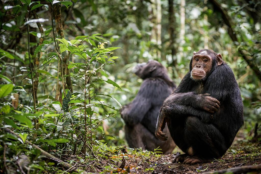 Chimpanzés também se tornam mais seletivos com suas amizades na velhice