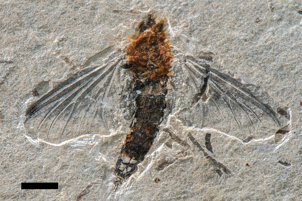 Pesquisadores brasileiros encontram fóssil raro de inseto no Ceará