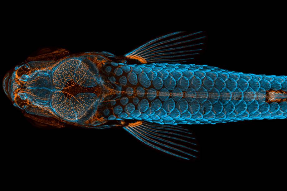 1&ordm; lugar: Em laranja, o sistema linf&aacute;tico. Em azul, as escamas do dorso de um jovem peixe-zebra.
