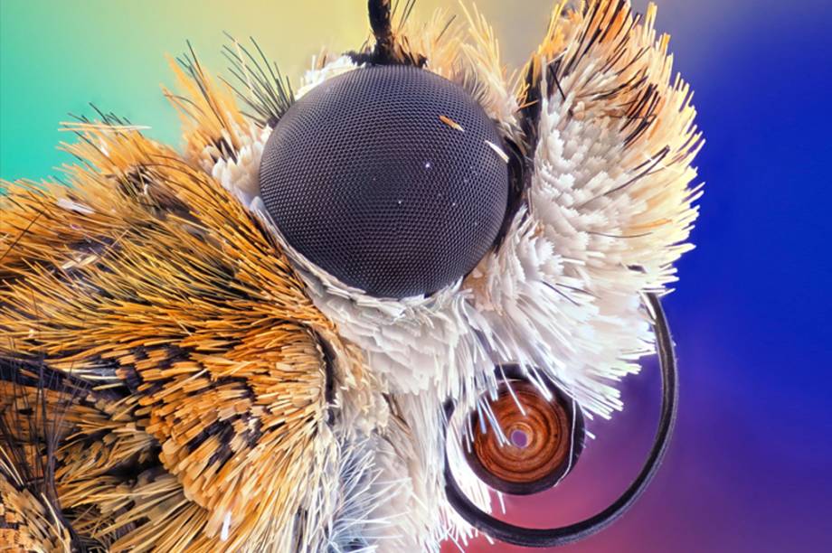 5&ordm; lugar: Um close da Agrotis infusa, esp&eacute;cie de tra&ccedil;a nativa de Austr&aacute;lia e Nova Zel&acirc;ndia.