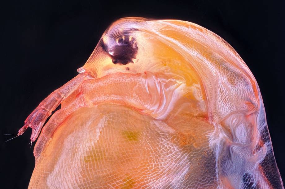 10&ordm; lugar: O pequeno crust&aacute;ceo de &aacute;gua-doce Daphnia magna, ampliado 10 vezes.