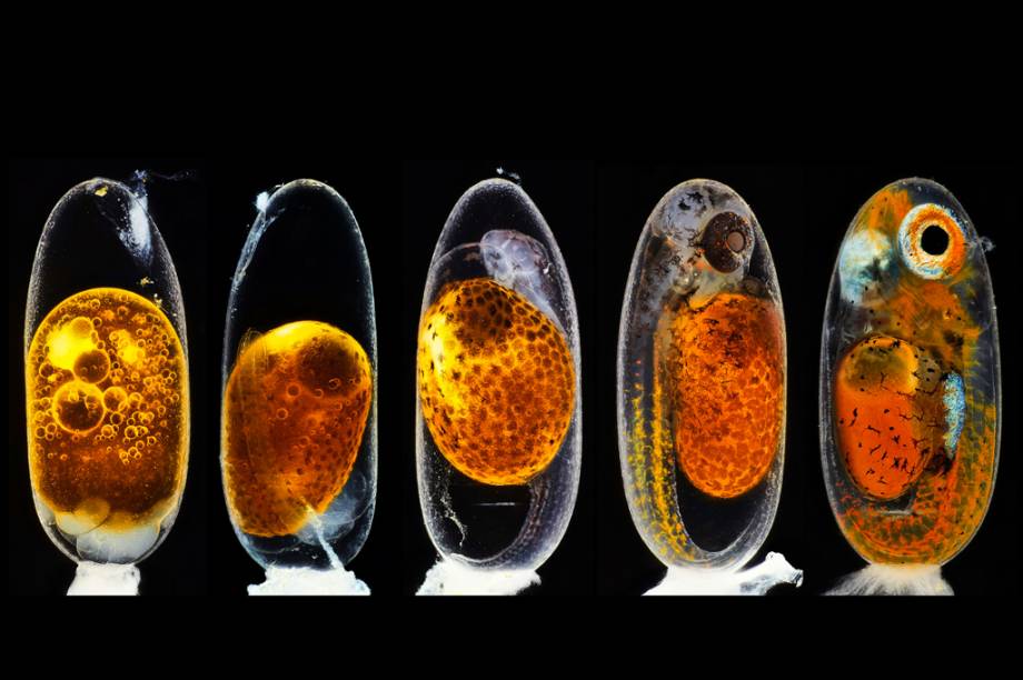 2&ordm; lugar: O desenvolvimento embrion&aacute;rio de um peixe-palha&ccedil;o (Amphiprion percula): dias 1, 3, 5 e 9