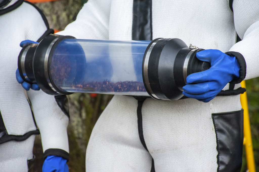 Primeiro ninho de “vespas assassinas” dos EUA é encontrado e eliminado