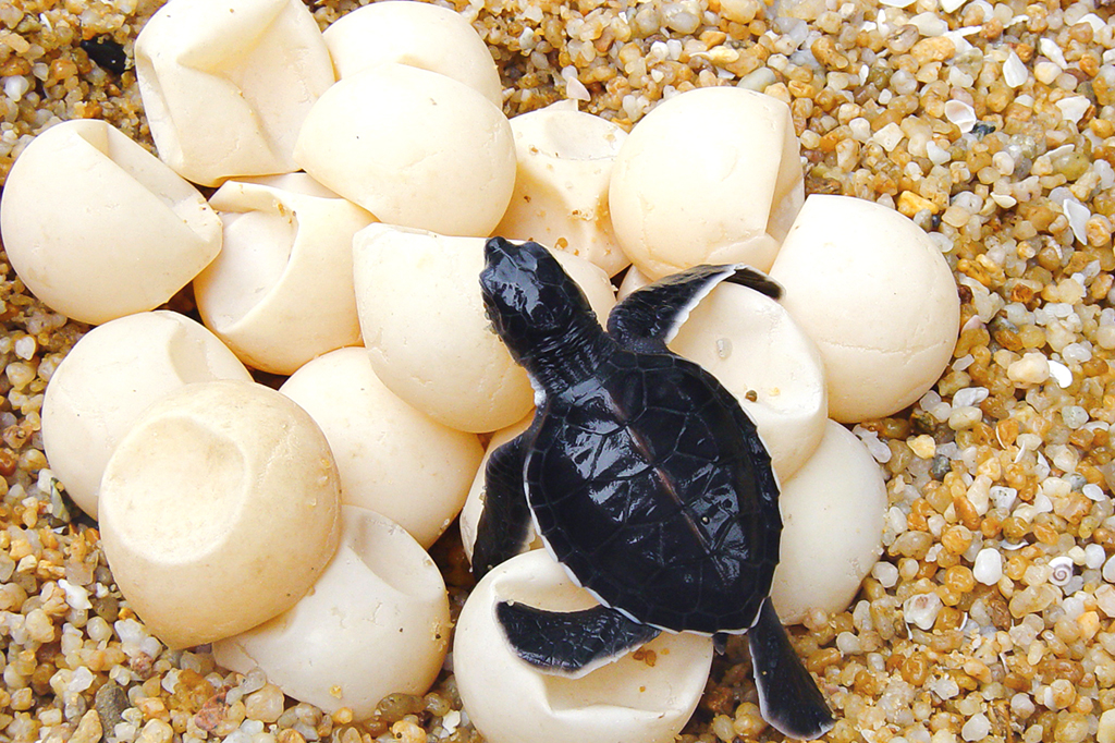 Ovos falsos equipados com GPS são nova aposta para proteger tartarugas