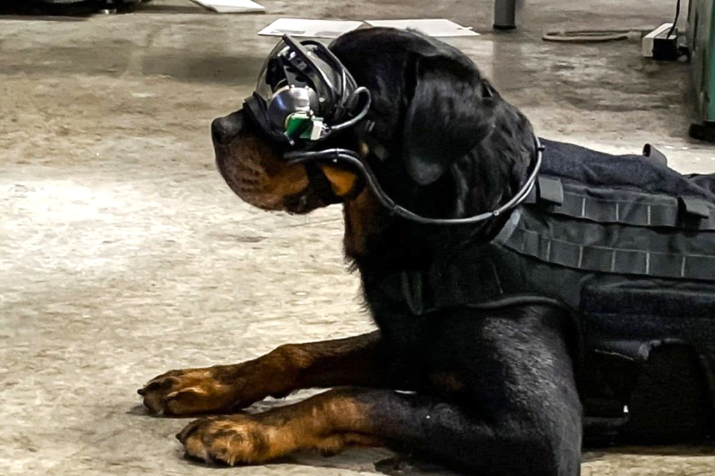 Exército americano testa óculos de realidade aumentada para cachorros